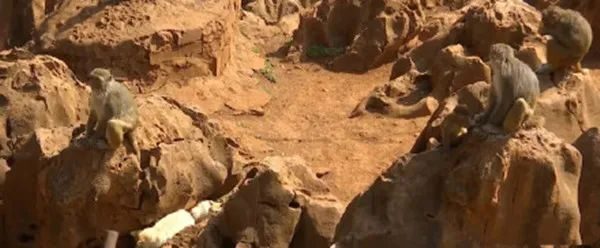 昆明动物园猴群与猫共栖供图