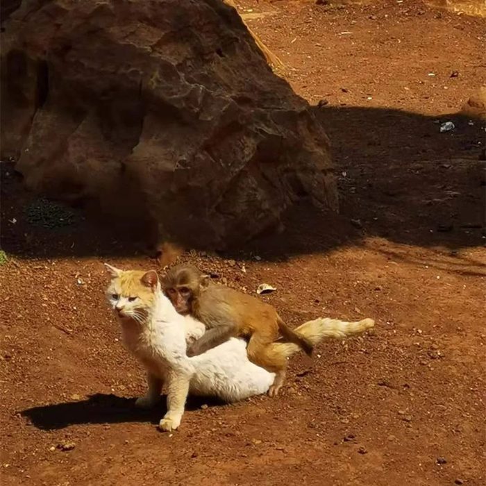 昆明动物园猴群与猫共栖 供图