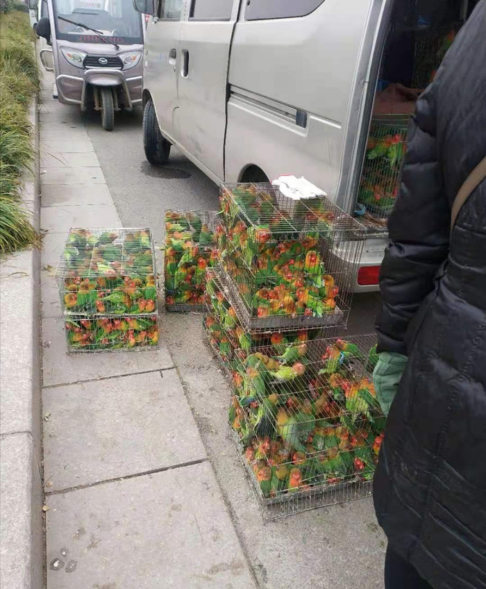 　　去年1月底，为减少养殖户损失，商丘市政府组织收购养殖户的鹦鹉，免费送给各地动物园。 养殖户供图