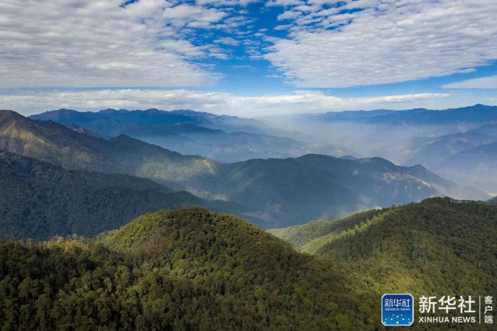 ↑俯瞰云南高黎贡山国家级自然保护区（2020年12月24日摄，无人机照片）。新华社记者 江文耀 摄