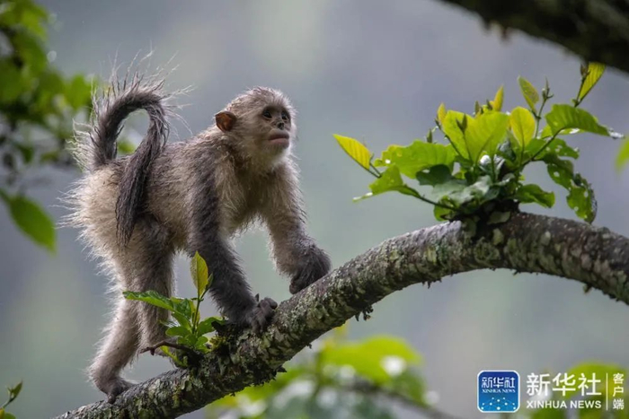 ↑这是云南迪庆藏族自治州香格里拉滇金丝猴国家公园里的滇金丝猴（2020年5月23日摄）。新华社记者 胡超 摄