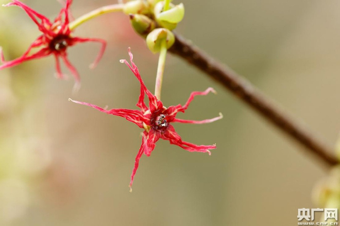 长柄双花木是中国特有树种，在南岭自然保护区大东山片集中分布有长柄双花木群落，属于国家二级重点保护野生植物，列入《中国生物多样性红色名录》濒危物种（EN）。（央广网发 伍国仪 摄）