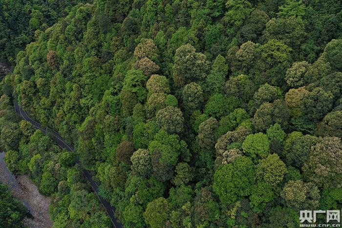 南岭的亚热带常绿阔叶林。（央广网记者 官文清 摄）