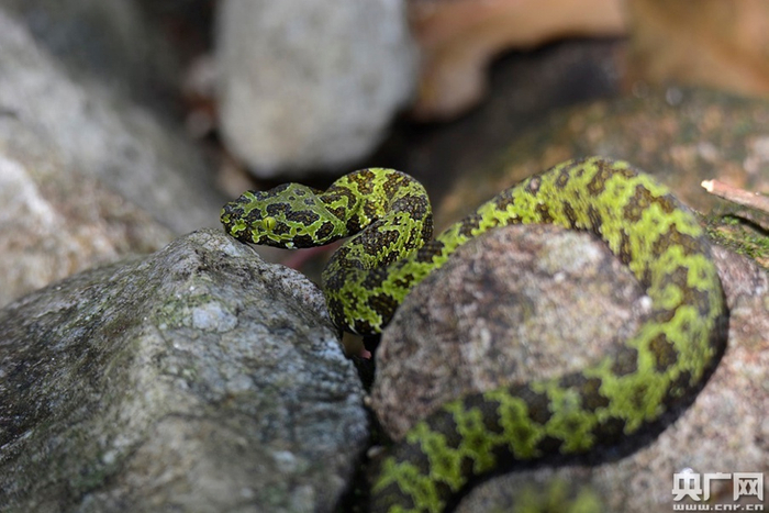 莽山原矛头蝮，属有毒蛇种，仅分布于湖南莽山和广东南岭，是国宝级的珍稀动物，在《IUCN红色名录》中列为濒危（EN）物种，在《中国生物多样性红色名录》中列为极危（CR）物种。（央广网发 杨昌腾 摄）