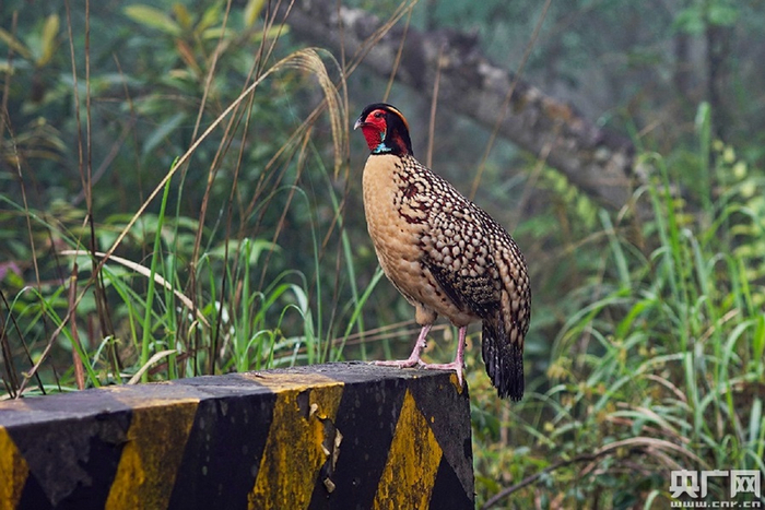 黄腹角雉是中国特产的一种鸟，属于国家一级重点保护野生动物，列入《中国生物多样性红色名录》濒危物种（EN）。（央广网记者 官文清 摄）