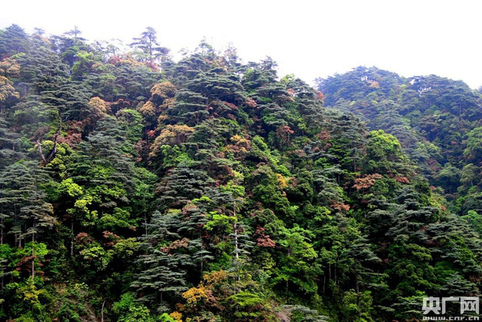 松原始森林。（央广网发 南岭国家级自然保护区 供图）