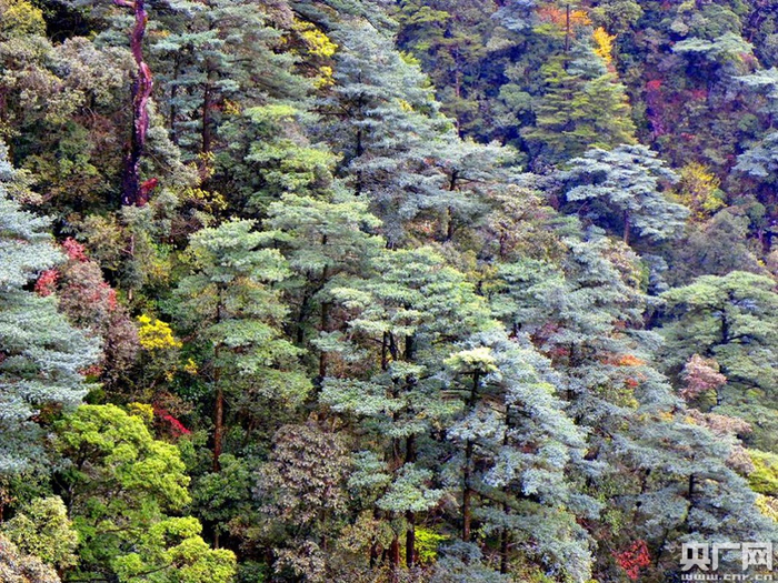 华南五针松又名广东五针松，中国特有树种，为阳性树种，分布零星，数量少，主要见于南岭山地，属于国家二级重点保护野生植物。（央广网发 龚粤宁 摄）