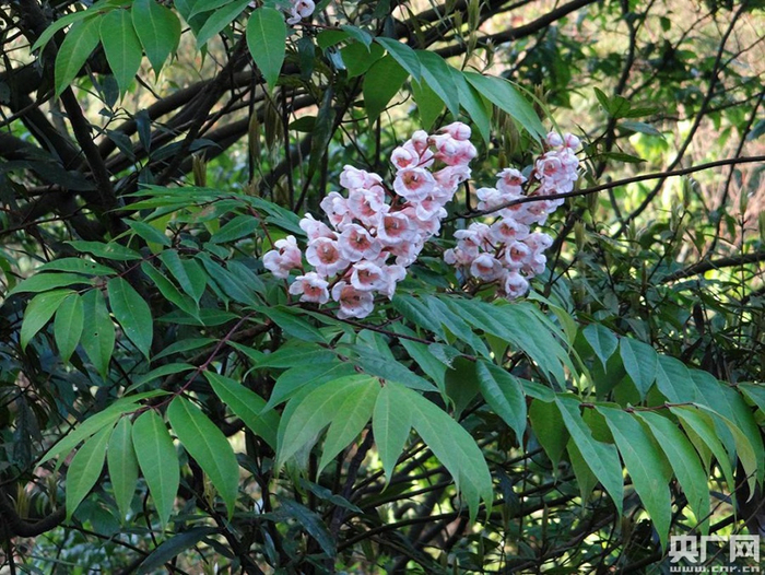伯乐树被誉为“植物中的龙凤”，零星分布于南岭自然保护区内，属于国家一级重点保护野生植物，列入《IUCN红色名录》濒危物种（EN）。（央广网发 刘志发 摄）