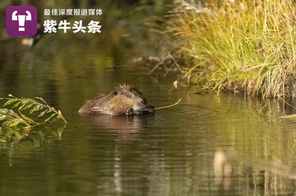 蒙新河狸属国家一级保护动物