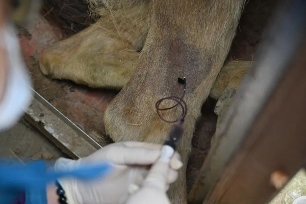 图说：严格体检和驱虫 郑运祥 摄