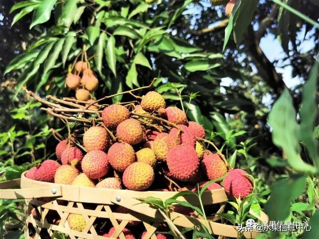 2021版最新荔枝的上市时间表