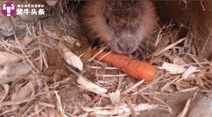 河狸在吃胡萝卜
