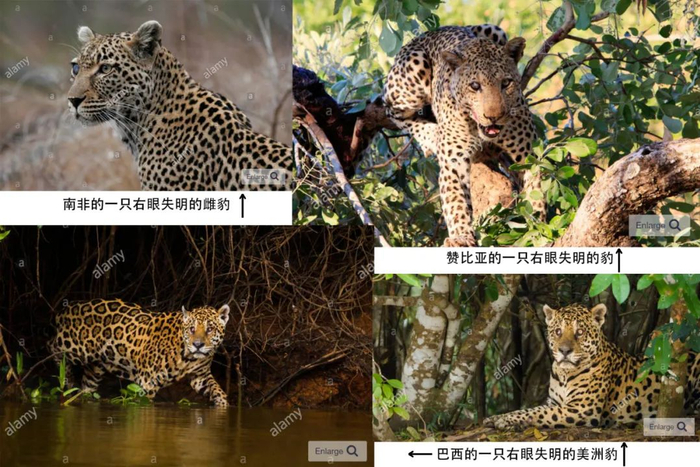 失去一只眼睛的豹和美洲豹在野外也能生存&nbsp;图源网络