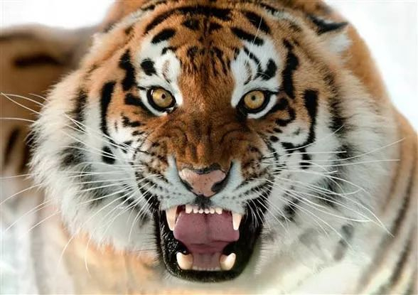东北虎 图片来自DINOANIMALS.COM