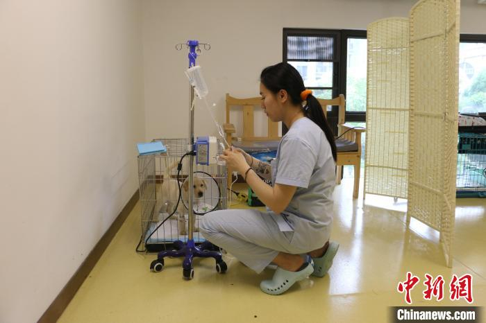 宠物医生给宠物输液。　林馨 摄