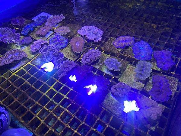 目前，被查获砗磲在上海海洋水族馆代为照料。本文图片&nbsp;澎湃新闻记者&nbsp; 巩汉语&nbsp; 图