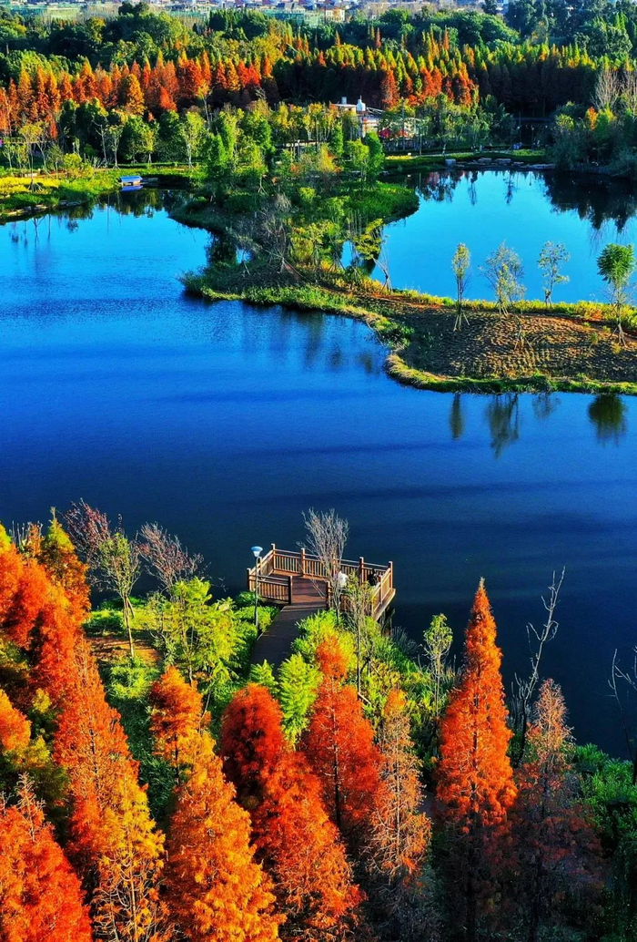 资料图 滇池水杉 崔永江 摄