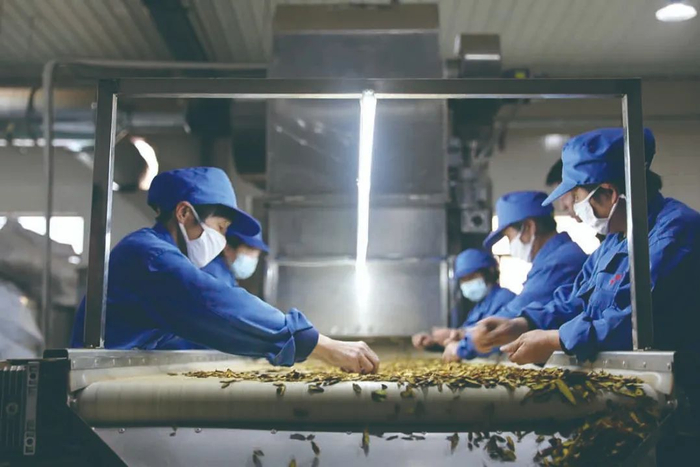 亳州一中药企业，工人正在工作 曹力 摄