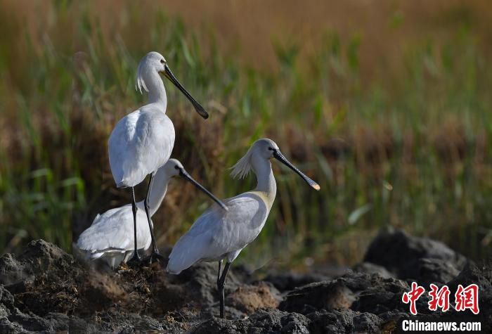 鸟类在沙湖中栖息。　赵志阳 摄