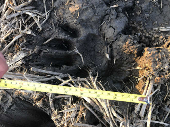 留在村民院子里的老虎爪印长度超过10厘米。新京报记者 韩沁珂 摄