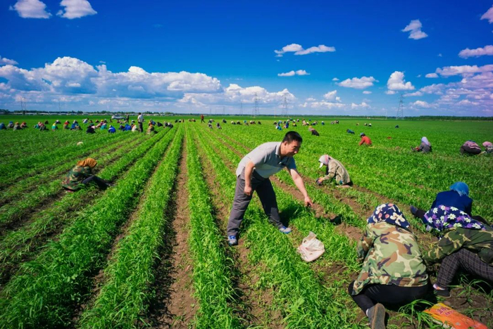 ▲得到建行信贷支持的绥化肇东市黎明镇民主村的千亩谷物种植基地