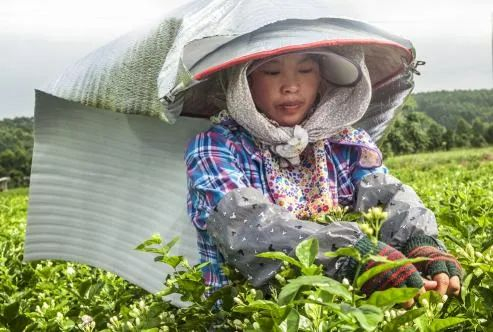 ▲“数字茉莉”综合平台利用建行的金融科技优势，搭建了“一朵云、一平台、一终端、四系统”。