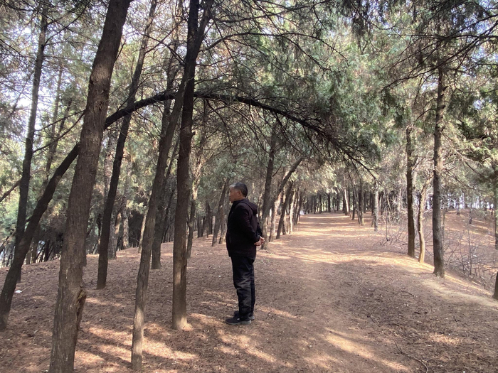 如今，岛上的树木都已长大，杜国政只需偶尔巡查看护。新京报记者李雨凝