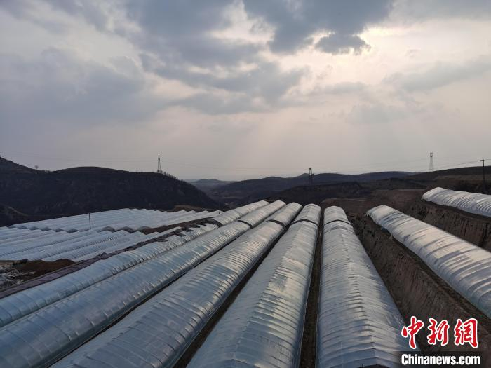 白家塔村形成红枣、核桃、大棚、各色果蔬有机种植基地。　柳林县融媒体中心供图