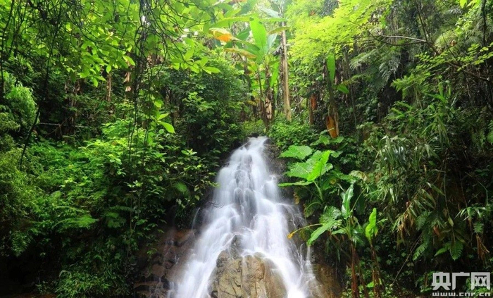 广东云勇国家森林公园美景。（央广网发 通讯员供图）