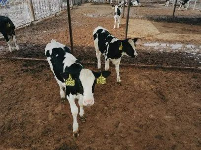 ▲牧场里的小牛犊一天天茁壮成长，内蒙古区分行助力奶业振兴的服务和产品也在持续迭代升级。