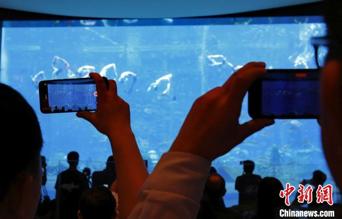 现场观众举着手机拍摄人鱼表演。　记者王晓斌 摄