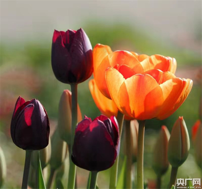 郁金香花（央广网发 特约记者谭杰摄）