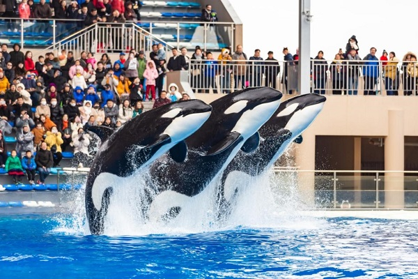 图说：海洋霸主凌空腾跃 采访对象供图