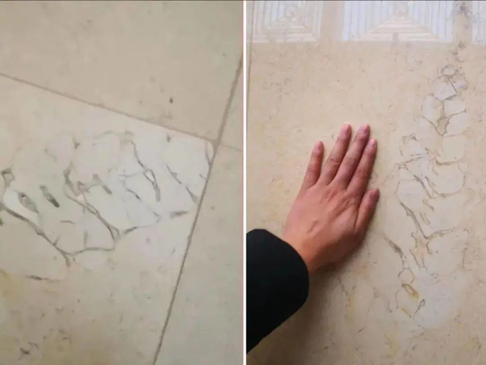 △网友分享的大厅地砖里的化石