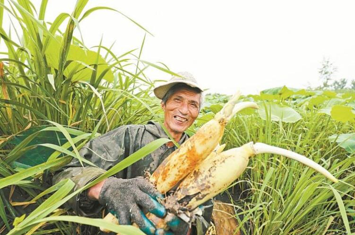 “荷花经济”成为农户增收的新引擎