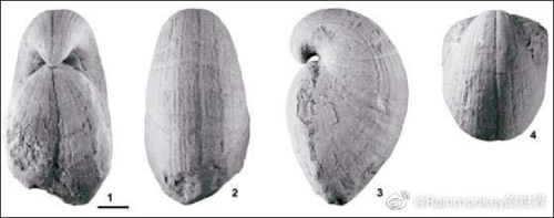 石阡拟房壳贝，比例尺10毫米 图源：@Rainmonkey的世界