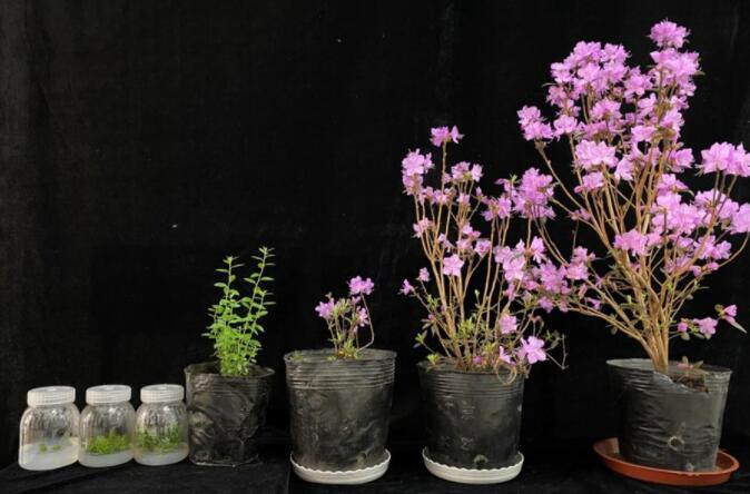 林木遗传育种国重室大厅里盛开的兴安杜鹃花（东北林业大学供图）