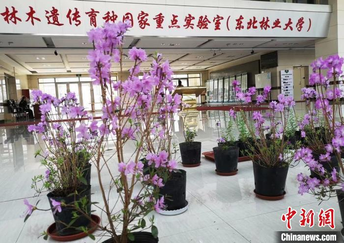 林木遗传育种国重室大厅里盛开的兴安杜鹃花。林大供图