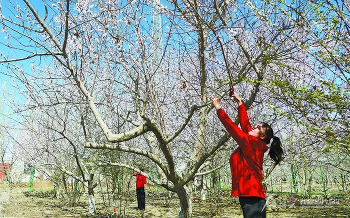 3月30日，阿克苏市依干其乡良种托万克乔格塔勒村村民正在给授粉期的杏树修枝。杨硕摄