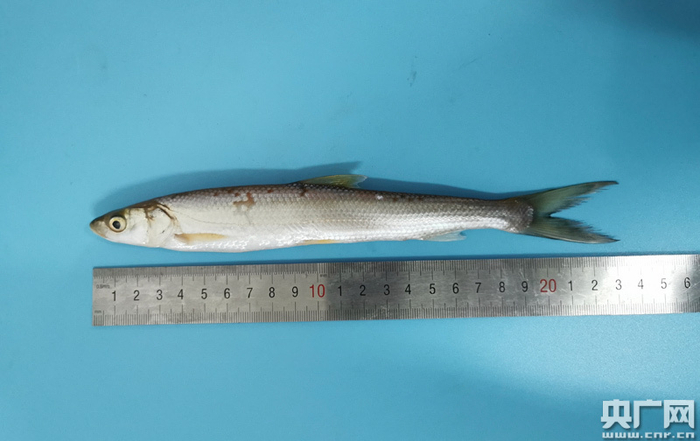 科研人员对鳤的特征指数进行测量（央广网发江西省农业农村厅提供）