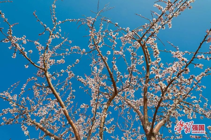 新源县山桃花盛开。来源：“学习强国”新疆学习平台，作者：肖伊红、张文庭、段玉明（单位：新源县融媒体中心）&nbsp;