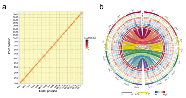 图说：南荻基因组特征分析