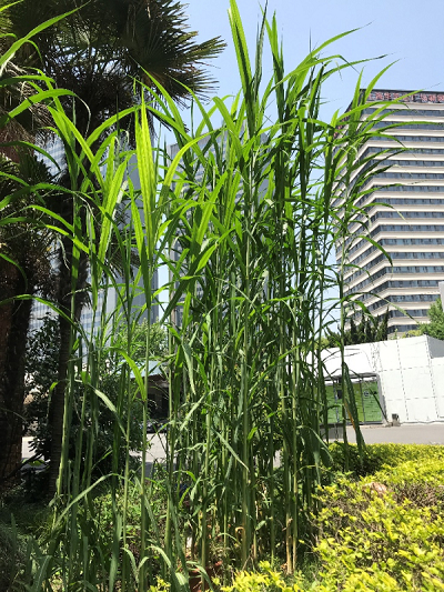 图说：南荻是中国特有的一类芒属植物 采访对象供图（下同）