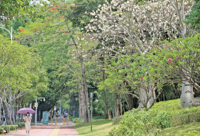 美丽异木棉结果后开出满树“棉花团”。深圳晚报记者 陈玉摄
