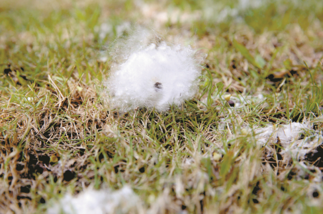 美丽异木棉的果实成熟后，厚厚的外皮自然脱落，一团白色的絮状物脱颖而出，悬挂在枝头，状如成熟开裂的棉花团，大的足有成年人拳头那么大。深圳晚报记者 陈玉摄