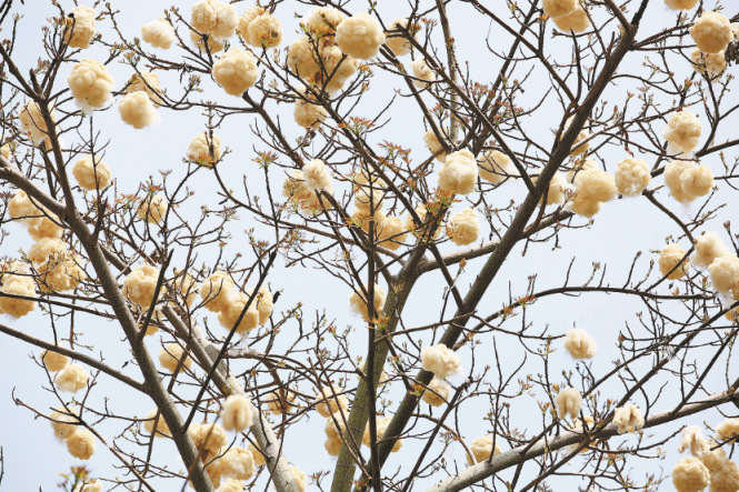 枝头就像挂满了毛茸茸的棉花团。深圳晚报记者 陈玉摄