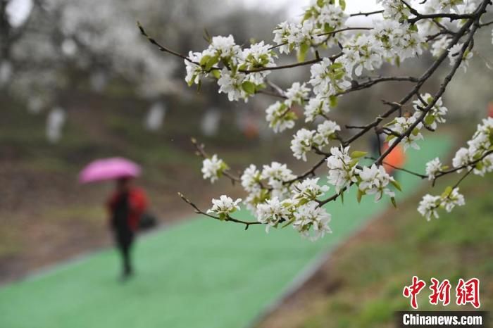 百年梨园中的梨花竞相绽放，吸引市民前来观赏。　张瑶 摄