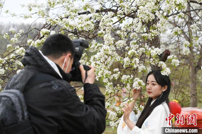 市民身穿汉服在梨花园拍照留念 张瑶 摄