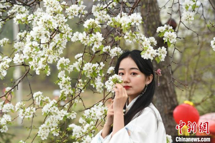 市民身穿汉服在梨花园拍照留念 张瑶 摄