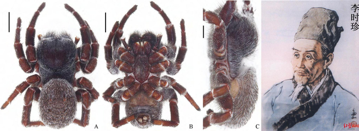  李时珍隆头蛛（由于泡过酒精，部分泛红）和李时珍（右图来源小学课本）